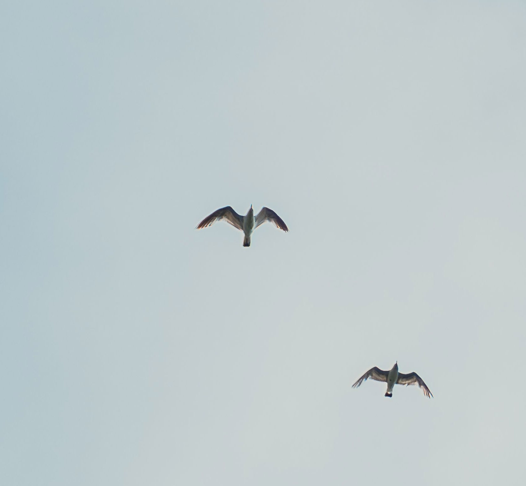 BML Advisory - Strategic Financial Guidance for Growth